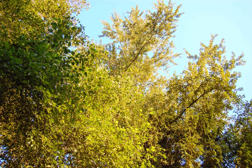 Tree canopy with green and yellow leaves