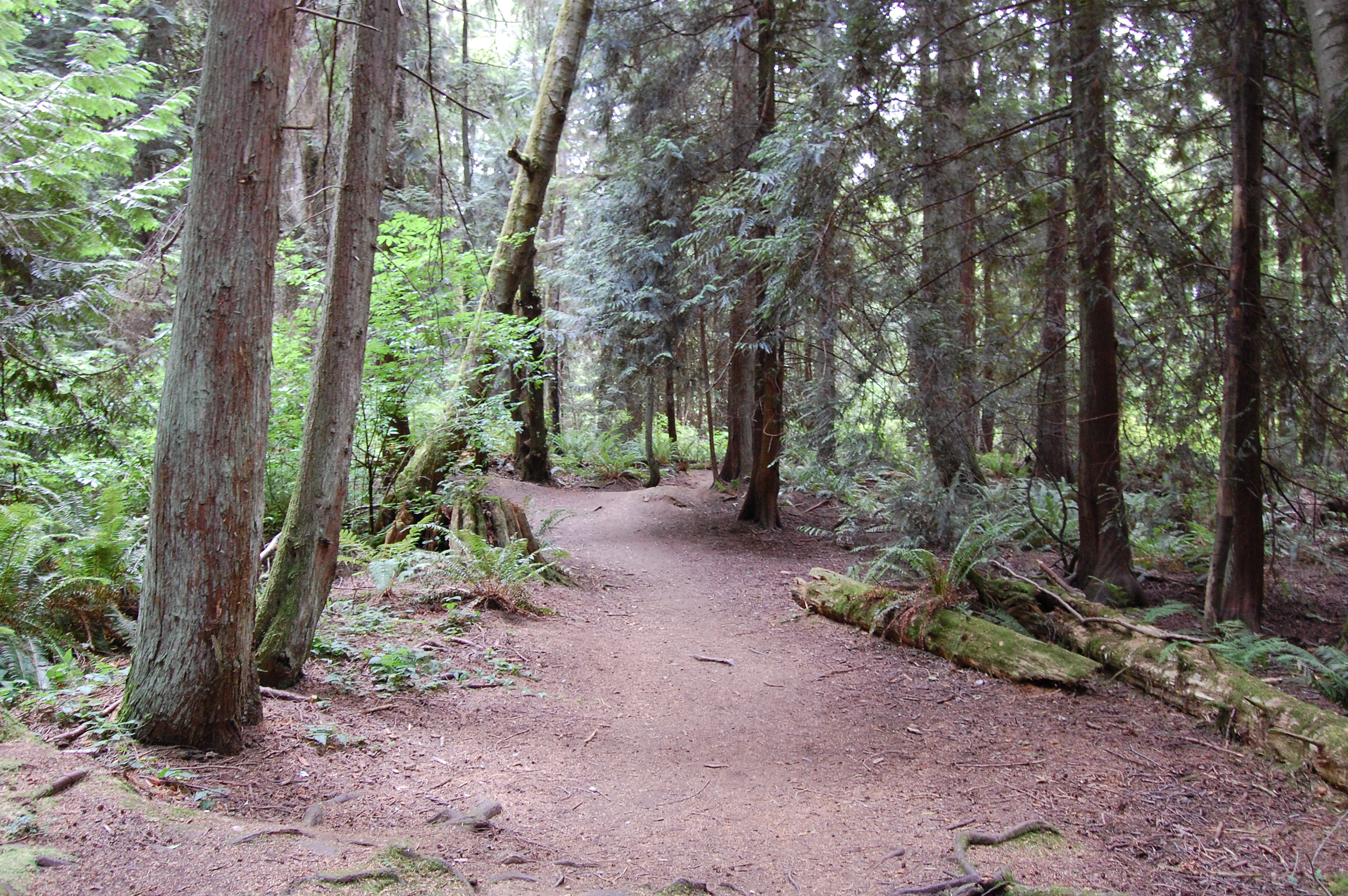 Trail within the Japanese Gulch Conservation Area